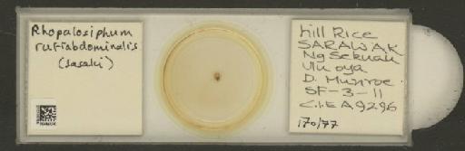 Rhopalosiphum rufiabdominalis Sasaki, 1899 - 010108755_112780_1095924