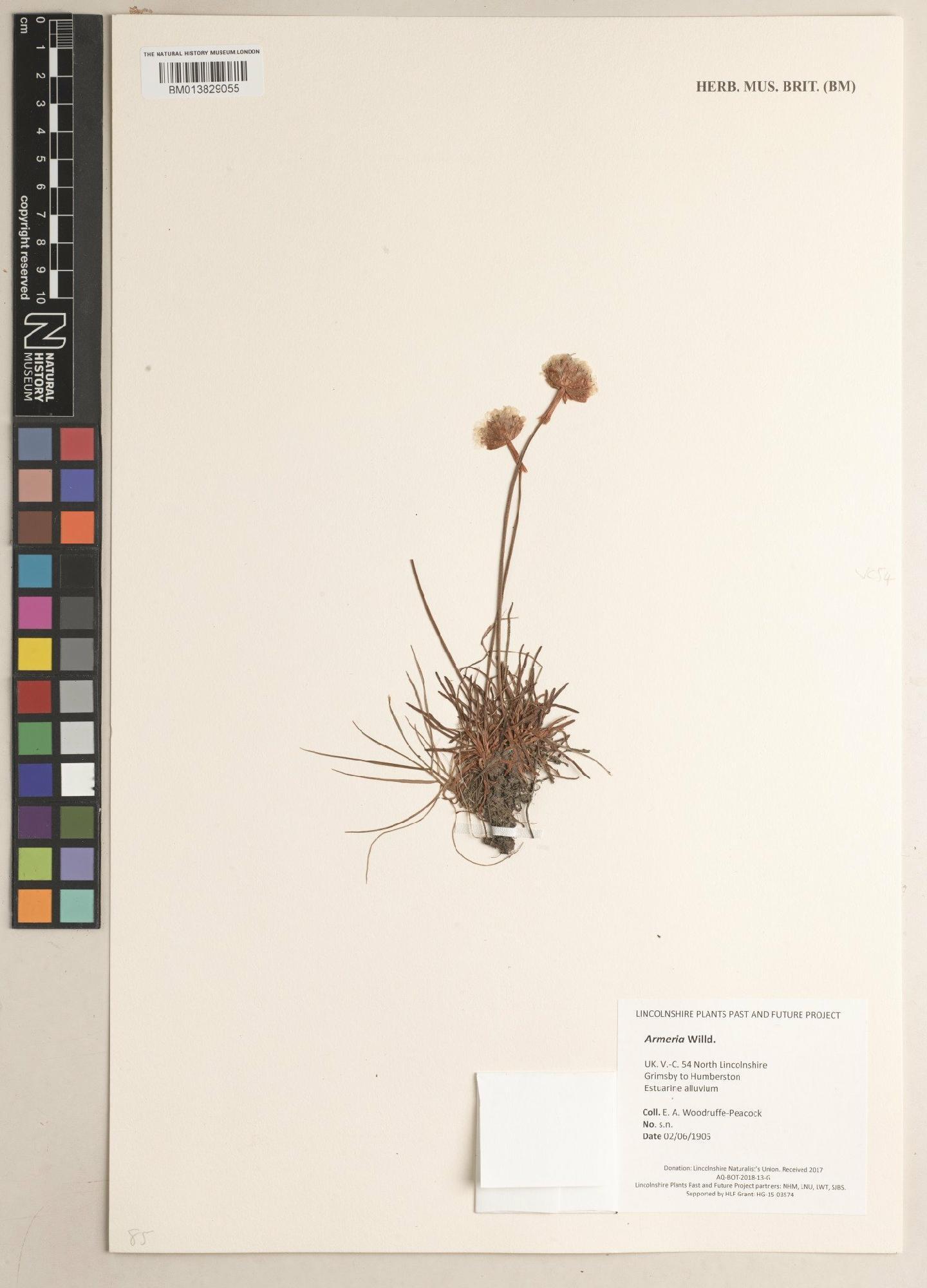 To NHMUK collection (Armeria Willd.; NHMUK:ecatalogue:9478031)