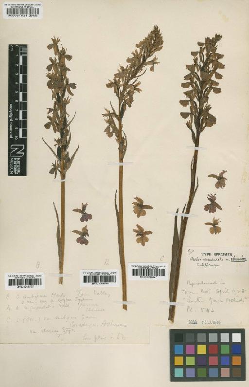 Dactylorhiza elata var. iberica (T.Stephenson) Soó - BM001066596