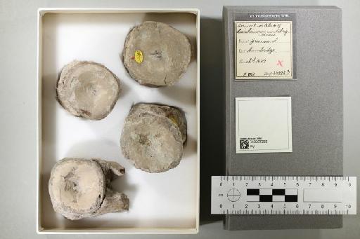 Cimoliasaurus bernardi (Owen, 1850) - 010037289_L010221844