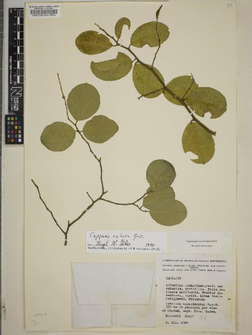 Capparis retusa Griseb. - BM000053954