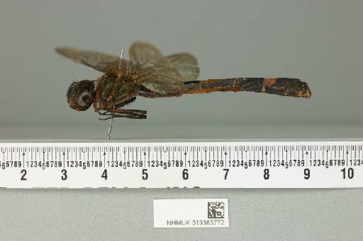 Macromia euphrosyne Lieftinck, 1952 - 013383772_lateral