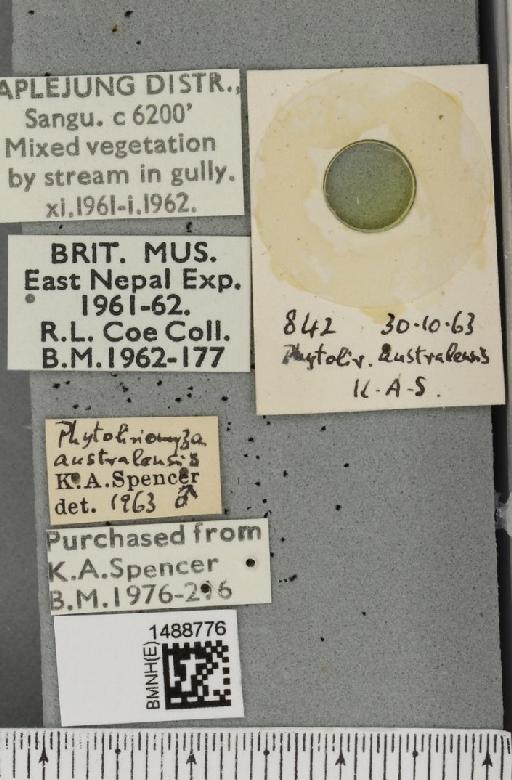 Phytoliriomyza australensis Spencer, 1963 - BMNHE_1488776_label_52623