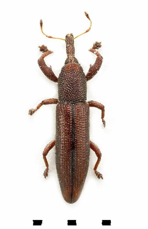 Phoenicobates vittatus Champion, 1914 - Phoenicobates vittatus-BMNH(E)1237659-dorsal colour