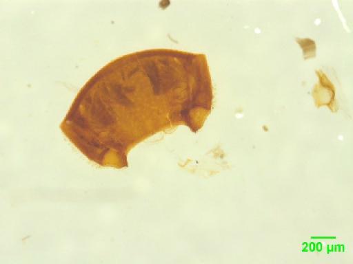 Histeridae Gyllenhal, 1808 - 010189761___14