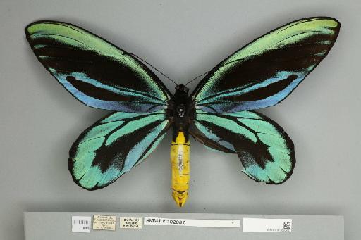 Ornithoptera alexandrae Rothschild, 1907 - 013602443__