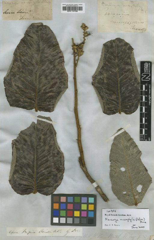 Neocarya macrophylla (Sabine) Prance ex F.White - BM001024228