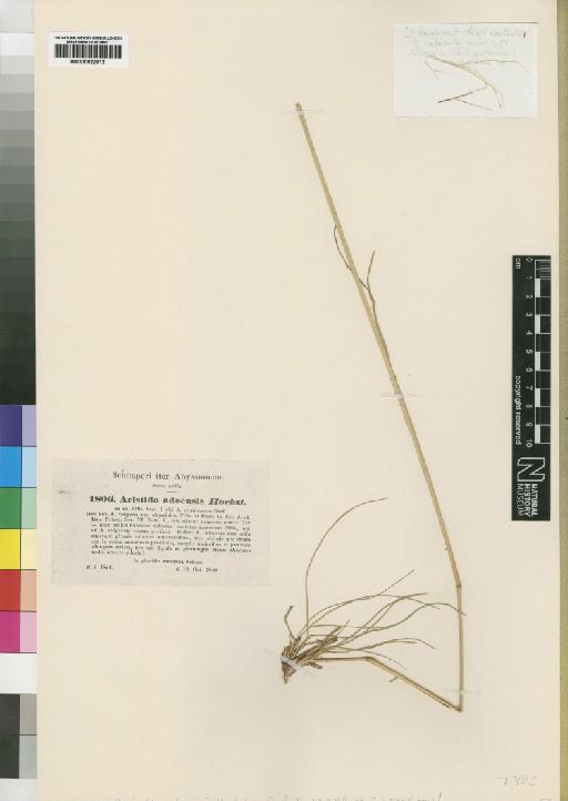Aristida adoensis Hochst. - BM000922912
