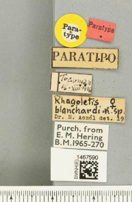 Rhagoletis blanchardi Aczel, 1954 - BMNHE_1467590_label_42363