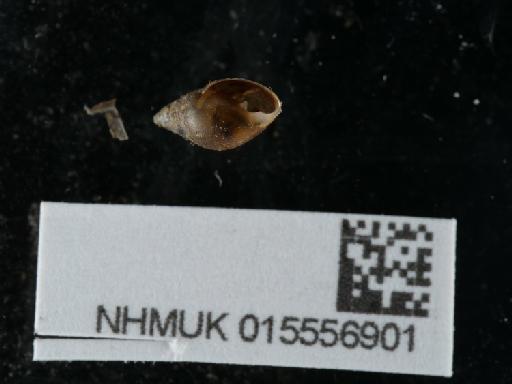Myosotella myosotis subterclass Tectipleura (Draparnaud, 1801) - 015556901_2
