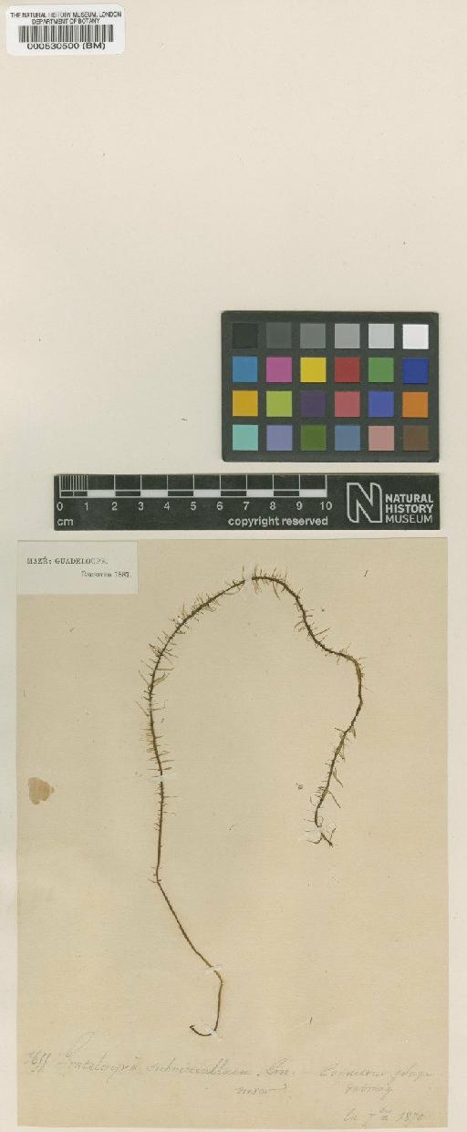 Grateloupia subverticillata P.Crouan & H.Crouan - BM000530500