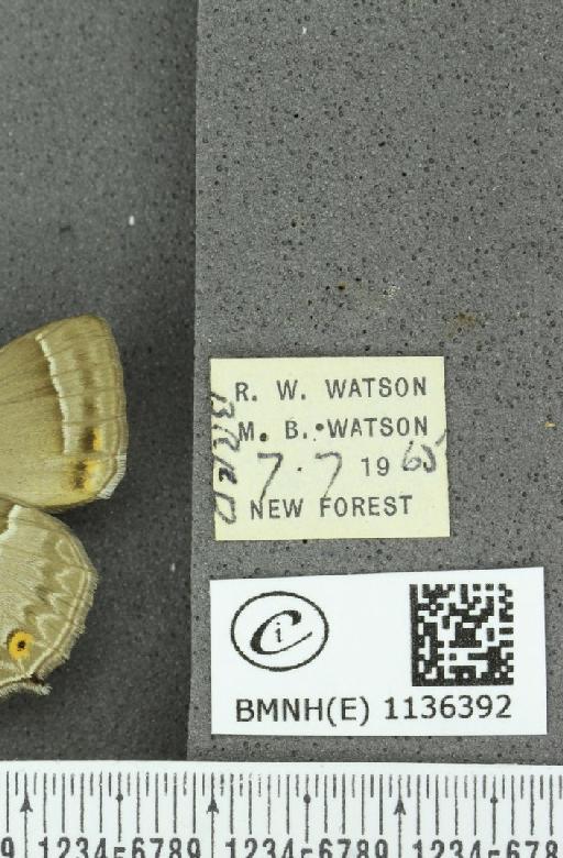 Neozephyrus quercus (Linnaeus, 1758) - BMNHE_1136392_label_94127