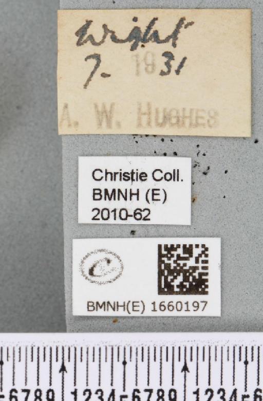 Setina irrorella (Linnaeus, 1758) - BMNHE_1660197_label_290568