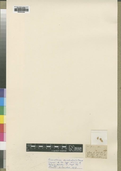 Prionanthium dentatum (L.f.) Henrard - BM000922850