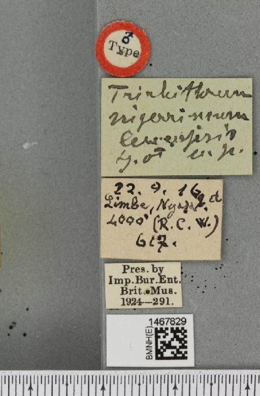 Trirhithrum occipitale Bezzi, 1918 - BMNHE_1467829_label_27674