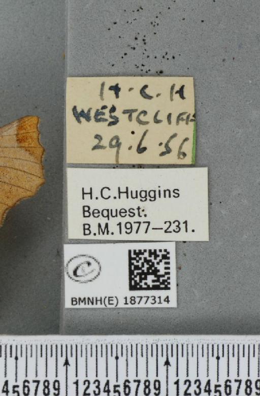 Selenia lunularia (Hübner, 1788) - BMNHE_1877314_label_448247