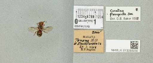 Ceratina flavopicta Smith, F., 1857 - 013385065_835482_1628202