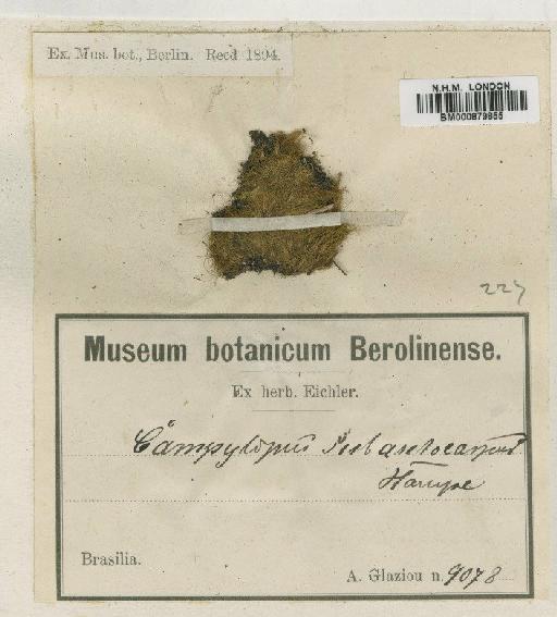 Bryohumbertia filifolia (Hornsch.) J.-P.Frahm - BM000879855