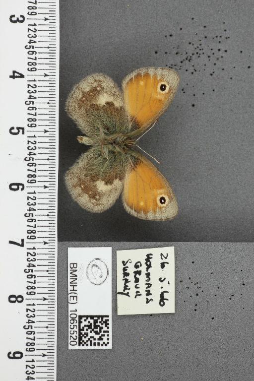 Coenonympha pamphilus ab. neca Strand, 1919 - BMNHE_1065520_26917