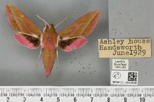 Deilephila elpenor (Linnaeus, 1758) - BMNHE_1642548_241100