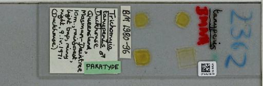 Trichomyia tanypenis Duckhouse, 1978 - 015421870_811399_1329240_40332_Type