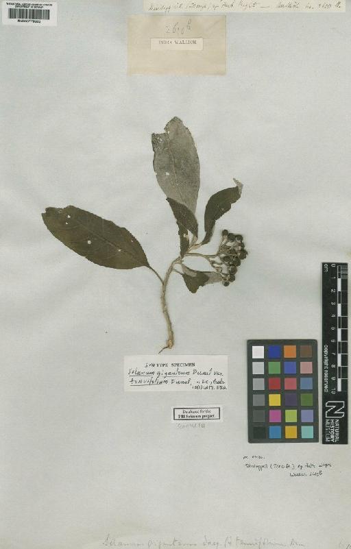 Solanum giganteum Dunal - BM000778232