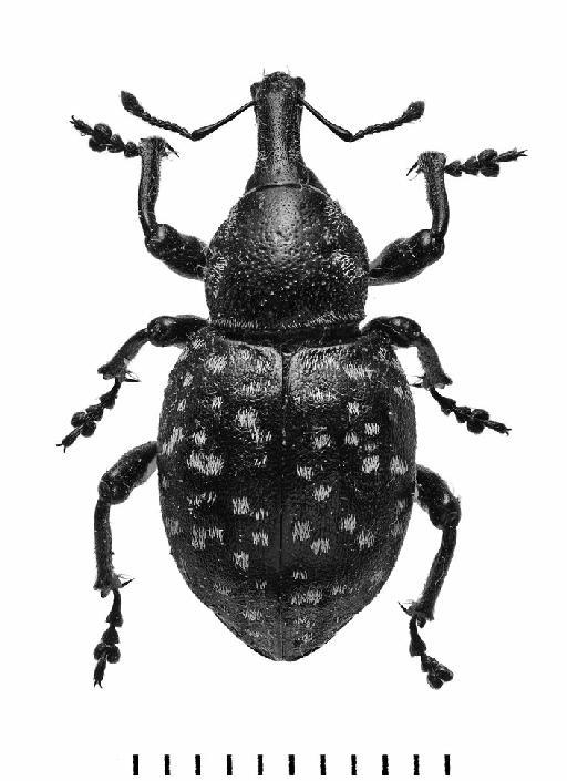 Liparus (Liparus) germanus (Linnaeus, 1758) - Liparus germanus-BMNH(E) 1237655-dorsal mono