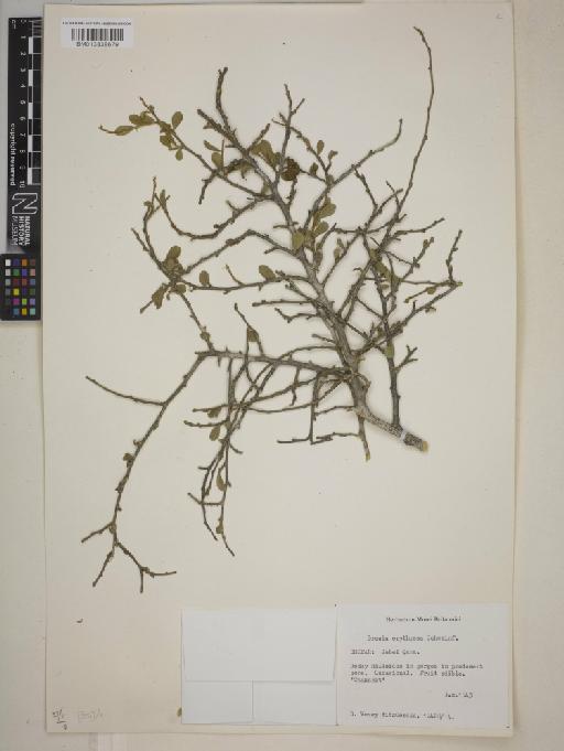 Grewia erythraea - BM013838679
