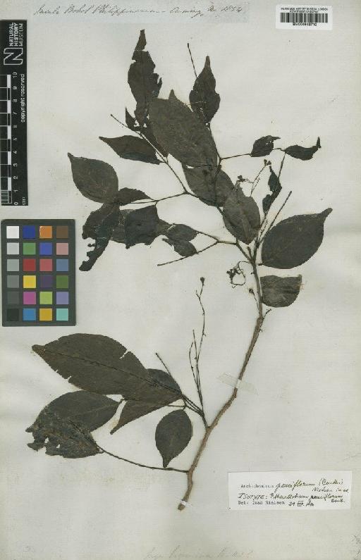 Archidendron pauciflorum (Benth.) I.C.Nielsen - BM000946710