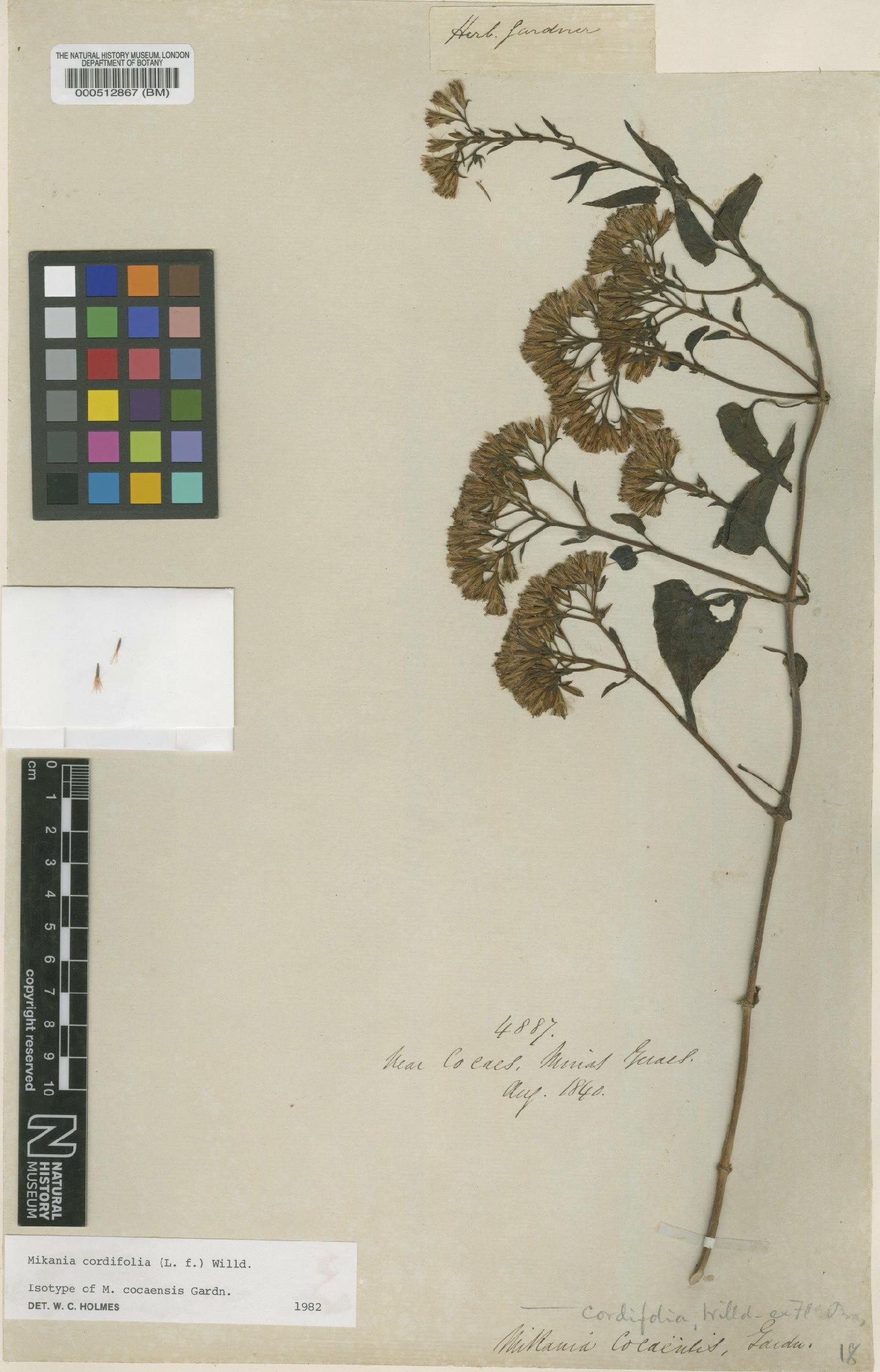 To NHMUK collection (Mikania cordifolia (L.f.) Willd.; Isotype; NHMUK:ecatalogue:608467)