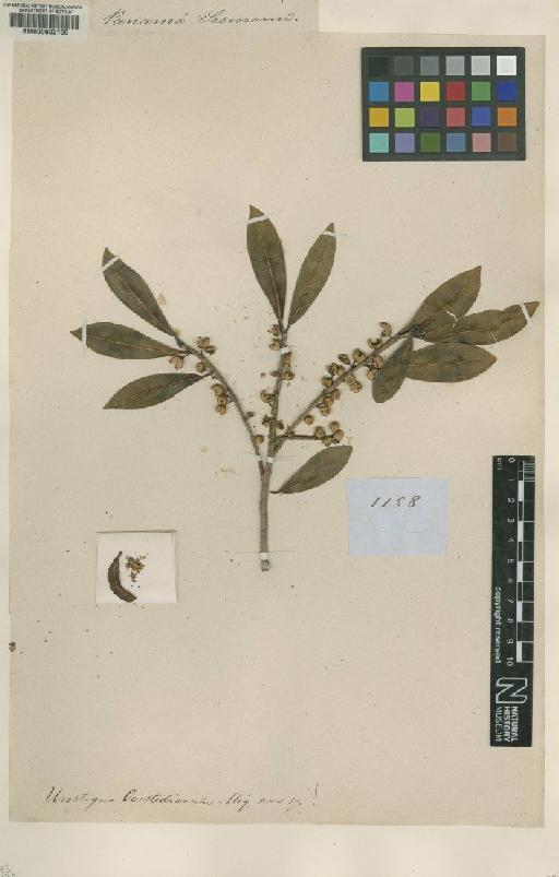 Ficus oerstediana (Miq.) Miq. - BM000603109