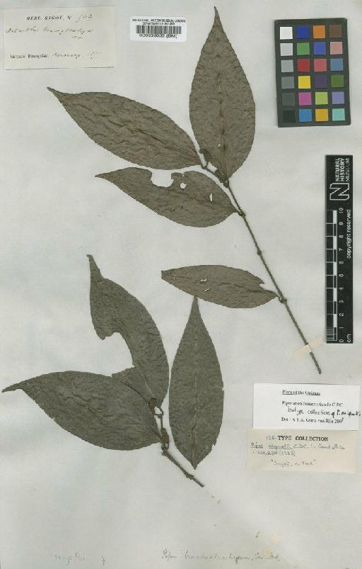 Piper amonifolium (C.DC.) Kunth - BM000536022