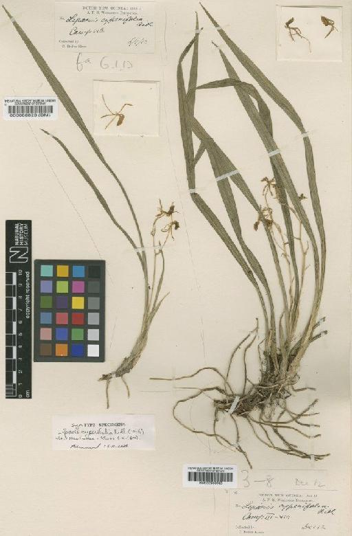 Liparis cyperifolia Ridl. - BM000958060