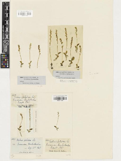 Hammarbya paludosa (L.) Kuntze - BM001117850