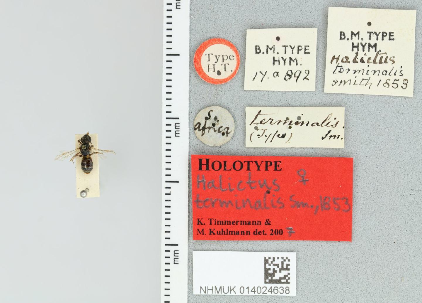 Patellapis terminalis