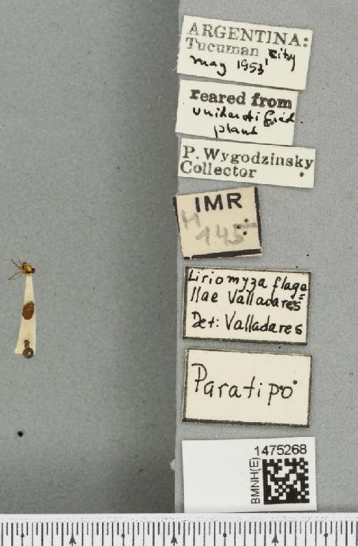 Liriomyza flagellae Valladares nom. nud. - BMNHE_1475268_label_49945