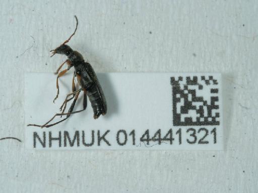 Grammoptera ruficornis (Fabricius, 1781) - 014441321_1