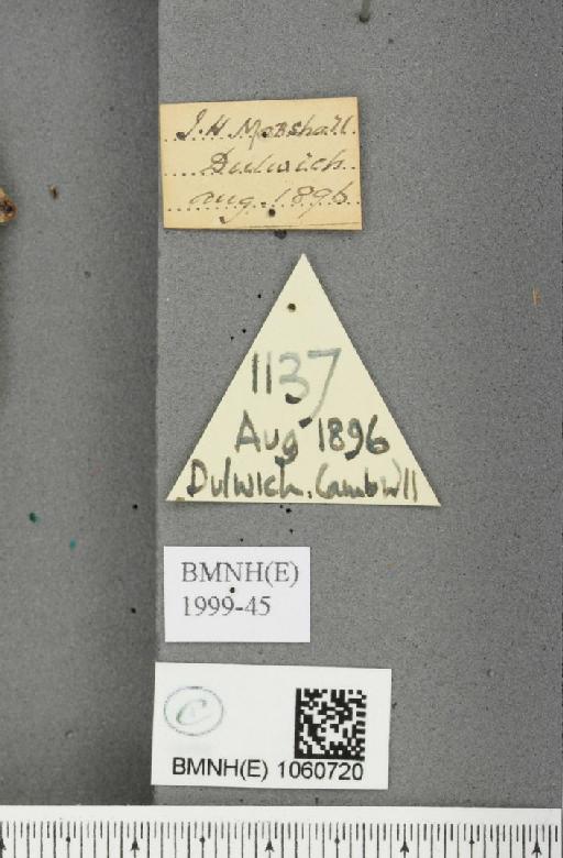 Nymphalis antiopa (Linnaeus, 1758) - BMNHE_1060720_label_21089
