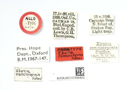 Eburia concisispinis Fisher, 1941 - NHMUK010369450_labels