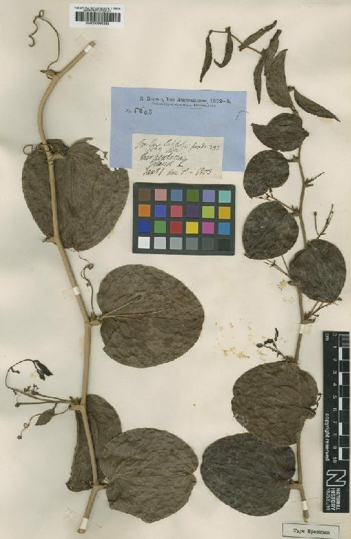 Smilax australis R.Br. - BM000990265