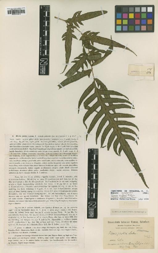 Pteris altissima Poir. in Lam. - BM001066240