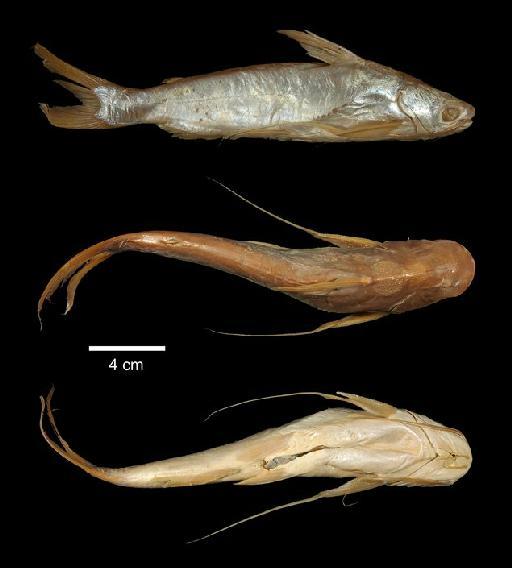 Aelurichthys isthmensis Regan, 1907 - 1877.5.31.7-8a; Aelurichthys isthmensis; type; ACSI Project image