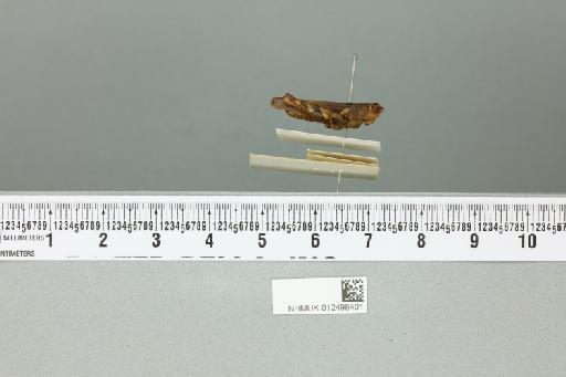 Xenocatantops humilis brachycerus (Willemse, 1932) - 012498401_reverse
