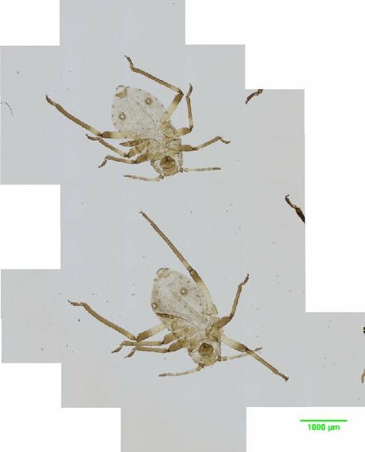 Tuberolachnus salignus Gmelin, J.F., 1790 - 010122180__2015_10_12_s3