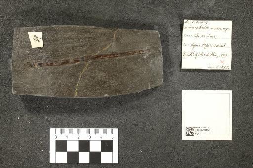 Dimorphodon macronyx (Buckland, 1829) - 010027868_L010092568