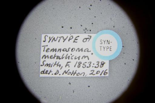 Temnosoma metallicum Smith, F., 1853 - Temnosoma_metallicum-NHMUK010264952-syntype-male-label_7