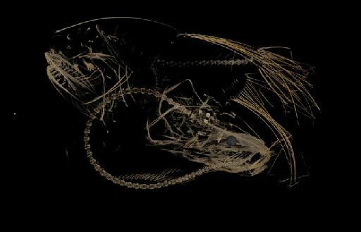 Caulophryne pelagica Brauer, 1902 - BMNH 2000.1.14.106 Caulophryne pelagica CT scan