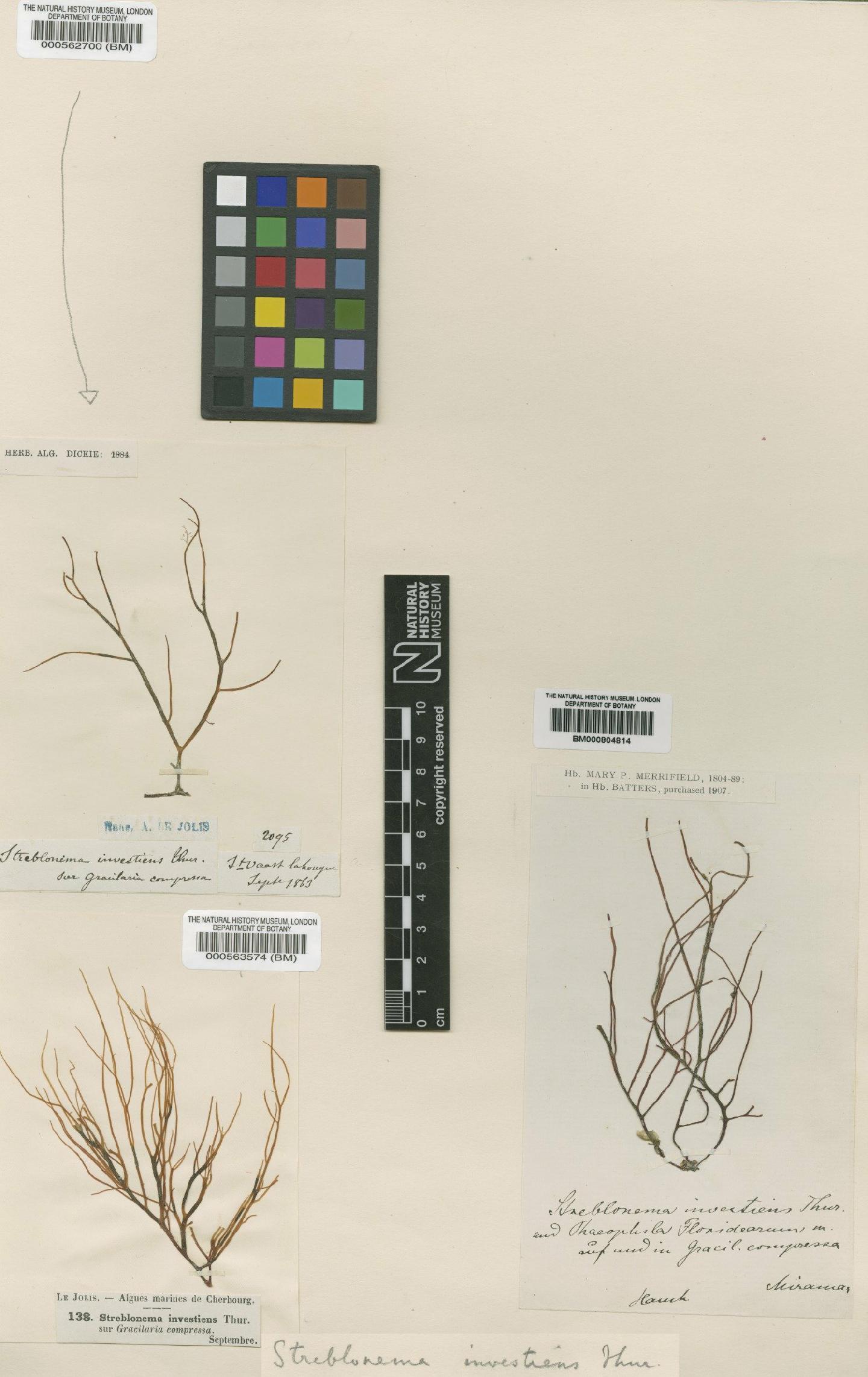 To NHMUK collection (Cylindrocarpus microscopicus H.Crouan & P.Crouan; TYPE; NHMUK:ecatalogue:4723250)