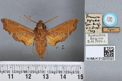 Temnora pylades pylades Rothschild & Jordan, 1903 - NHMUK 010200320 Temnora pylades R&J male ST ventral and labels