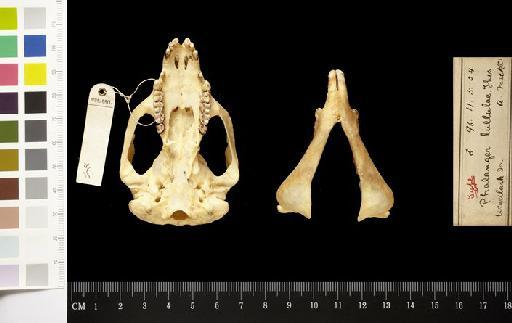 Phalanger lullulae Thomas, 1896 - 1896.11.5.24_Skull_Ventral